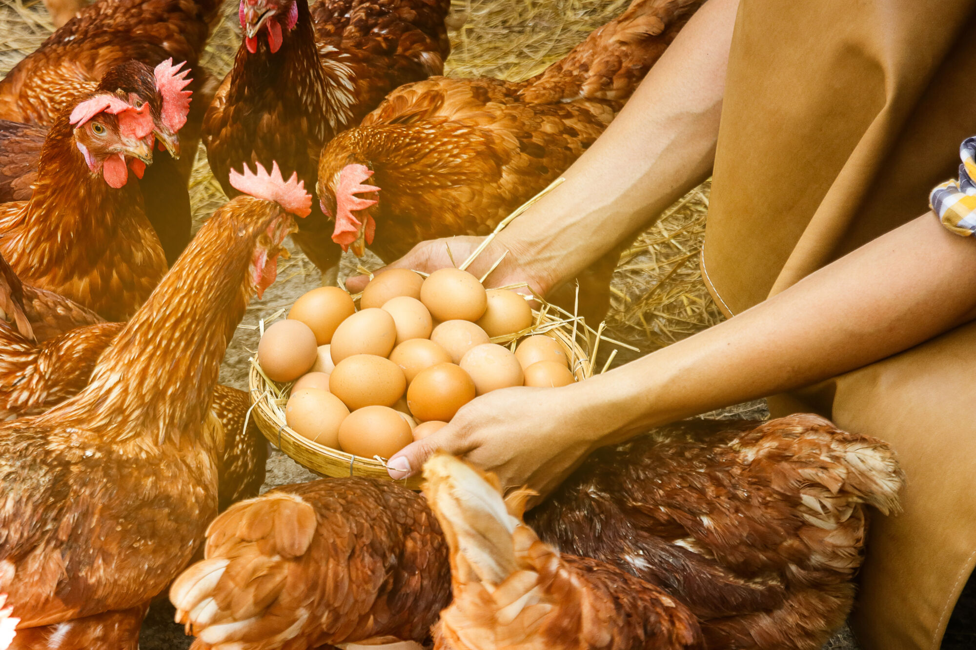 Mãos segurando ovos em granja de aves